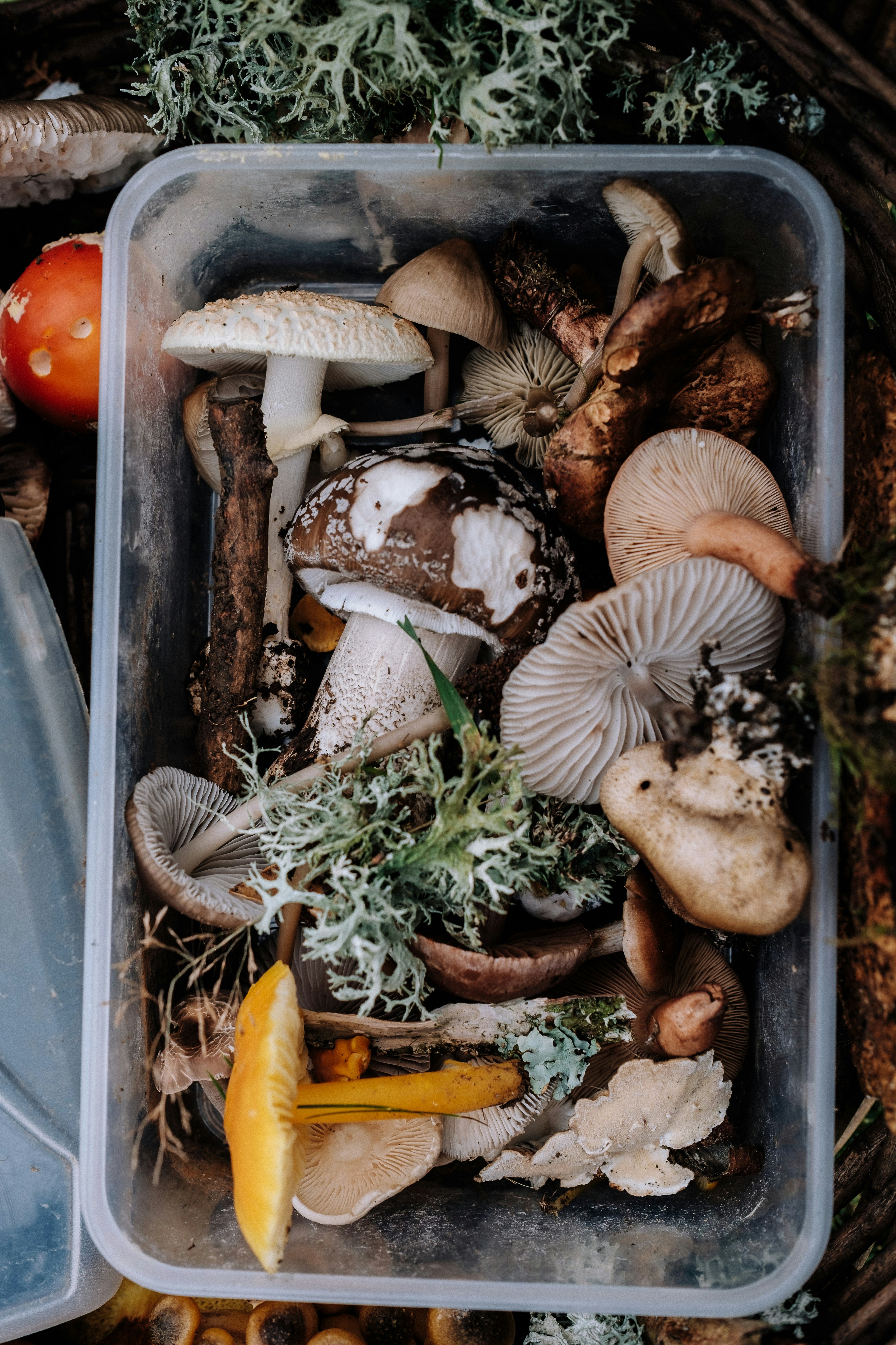 variety of mushrooms in a box
