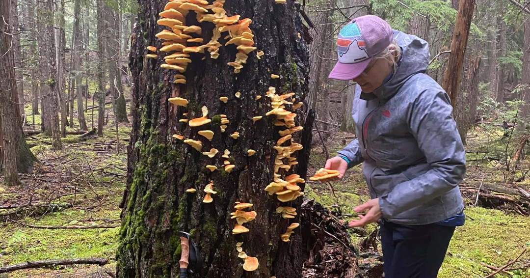 Identifying and harvesting mushrooms.